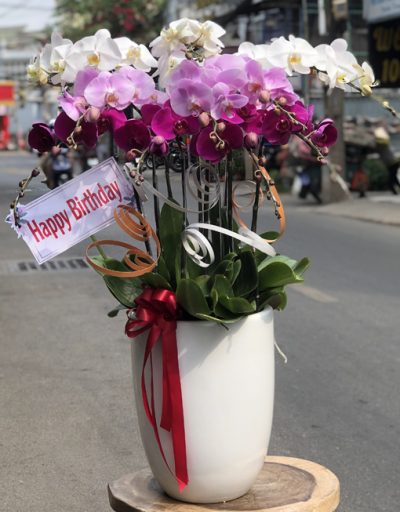 Chậu Hoa Lan Hồ Điệp 10 Cành