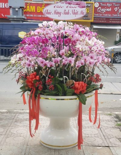 Chậu Hoa Lan Hồ Điệp Cao Cấp 100 Cành