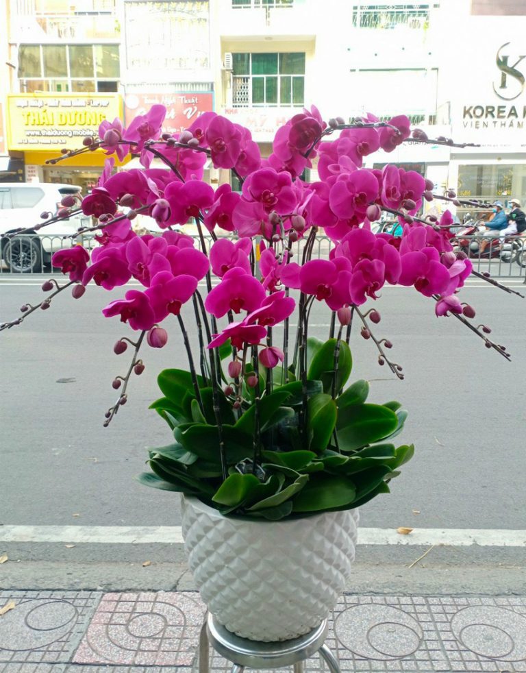 Chậu Hoa Lan Hồ Điệp 14 Cành