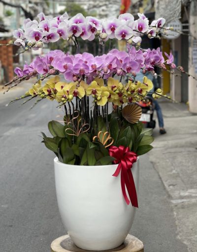 Chậu Hoa Lan Hồ Điệp 21 Cành
