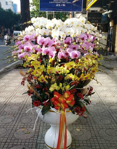 Chậu Hoa Lan Hồ Điệp 40 Cành