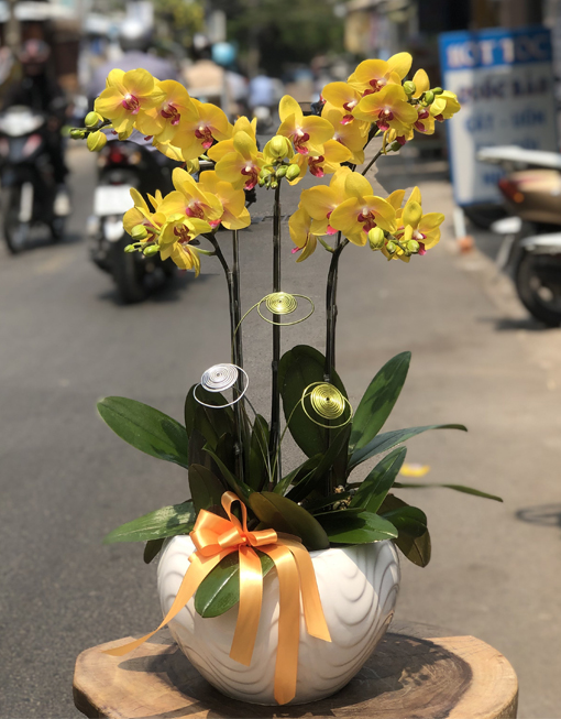 Mẫu Hoa Lan Hồ Điệp Vàng 5 Cành