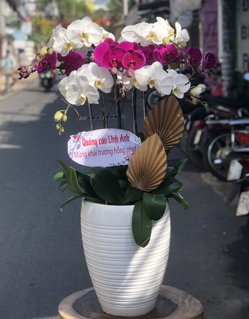 Chậu Hoa Lan Hồ Điệp 7 Cành