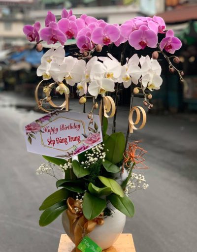 Mẫu hoa lan hồ điệp 2 màu 6 cành