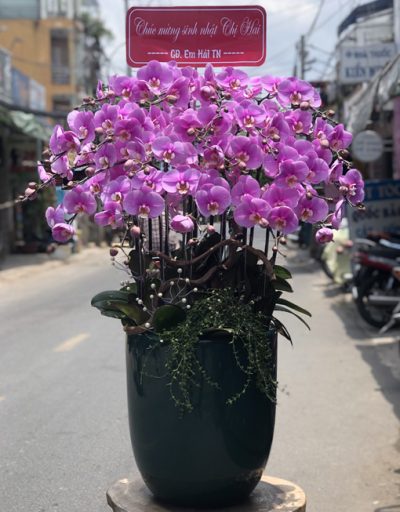 Chậu Hoa Lan Hồ Điệp Tím 25 Cành