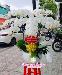 Chậu Hoa Lan Hồ Điệp Trắng 9 Cành
