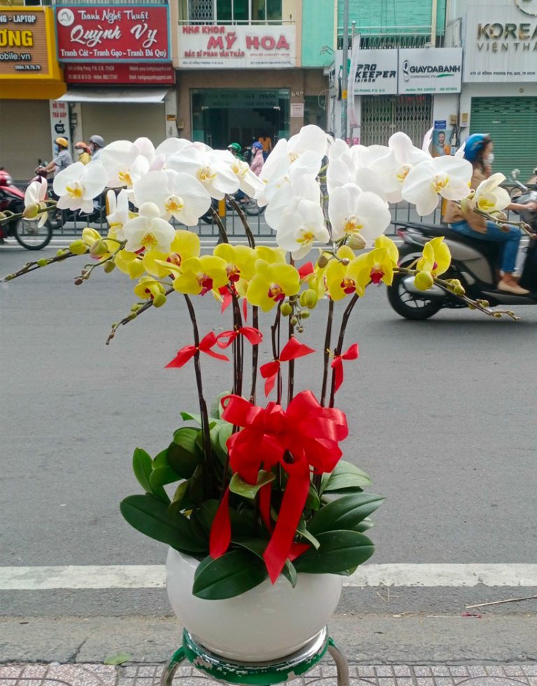 Chậu Hoa Lan Hồ Điệp 8 Cành